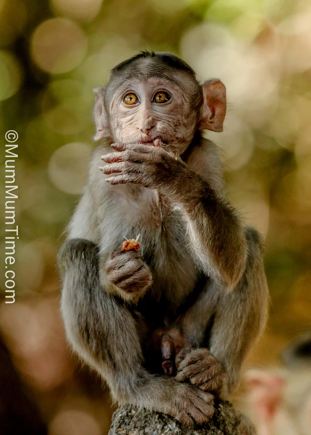 Monkey Photo from Karnala Bird Sanctuary